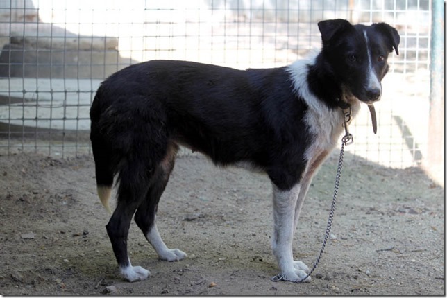 Tierschutzwelt und LittleAnimals » Tierpaten gesucht