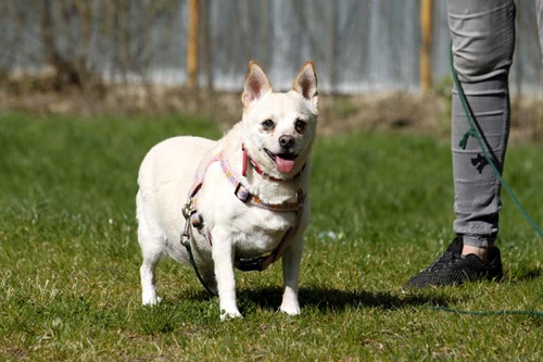 Tierschutzwelt und LittleAnimals » Vermittlung Hunde