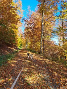 Akehla-20241025-WA0005