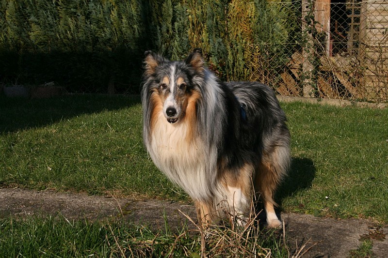 Tierschutzwelt und LittleAnimals » Vermittlung ältere Hunde