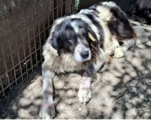 Dschinn20250928_140000_edit_94038302491469