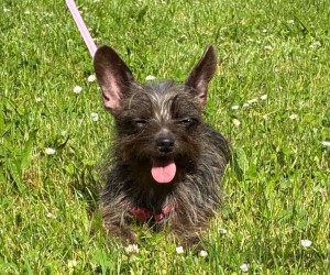 Hilde