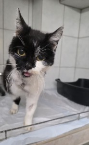 IissyMG-20250928-WA0004