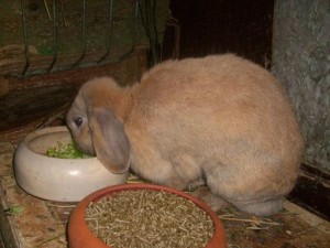 Widder.Tiffy