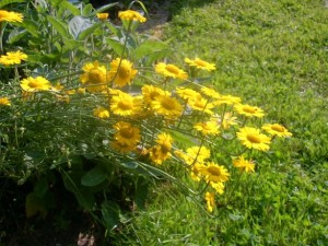 abschied.ms.karlchen