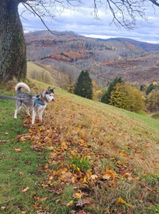 akehla0969865a494da1c808aa92c49f95