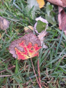 blatt-20251029-WA0001