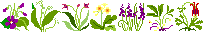 blume_077