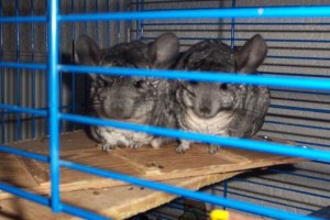 chinchillas