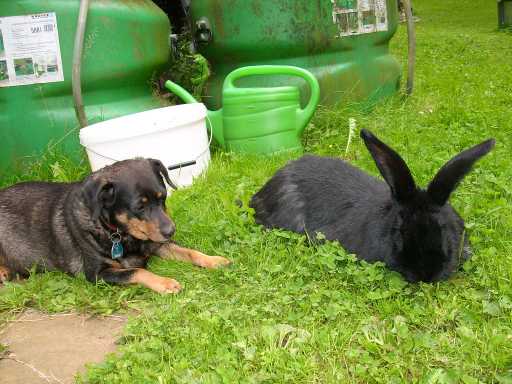 Tierschutzwelt Und Little Animals Blog Archive Grosse Trauer Um Kaninchen Frieda Und Um Deutschen Riesen Fred