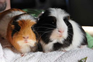 Partnervermittlung kaninchen
