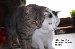 fridel.billy4192