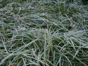 frost201001