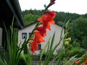 gladiolenaug2008