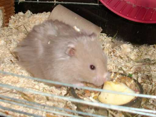 hamsterfridolin01.jpg