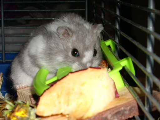 hamstermixpuenktchen02.jpg