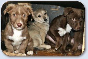 hundewelpen