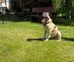 kangal.mischling.bommel