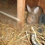 kaninchen.benni