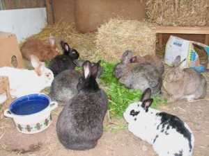 kaninchengruppe