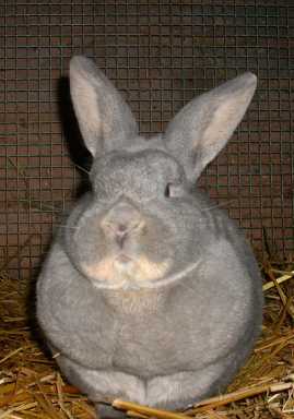 kanmurmel11200802.jpg