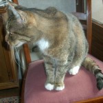kater.willy06
