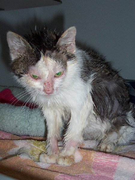 katzenelendtod.jpg