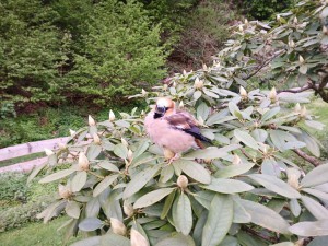 kernbeisser20260518_071411