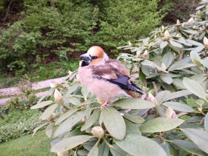 kernbeisser20260518_071517