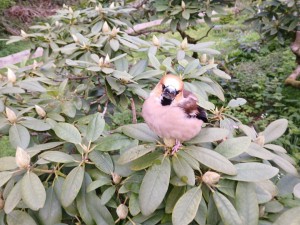 kernbeisser20260518_071530