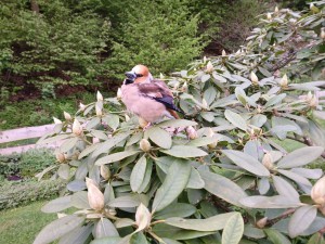 kernbeisser20260518_071544