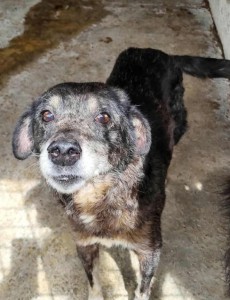 kleiner,Rüde20251104-WA0040_edit_100618012493698