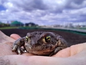 kroeten.brauchen.dringend.helfende.haende-20230414-