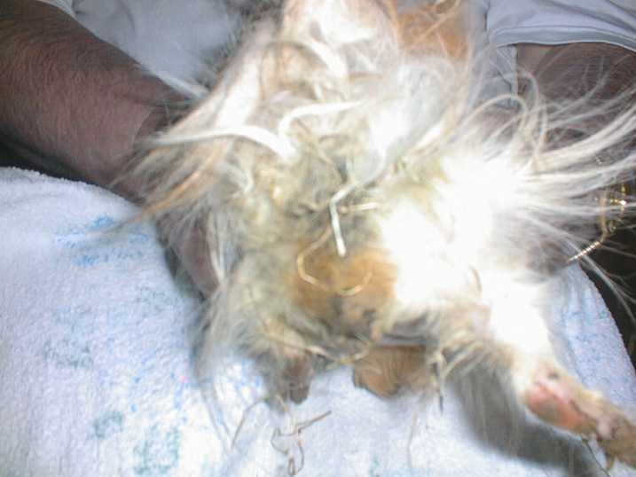 meerschwein03.jpg