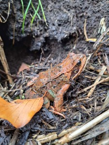 mo.frosch-20251024-WA0000