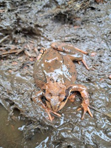 mo.frosch-20251024-WA0001