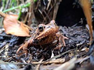 mo.frosch-20251024-WA0003