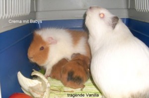 ms.crema.m.babys.ms.vanilla