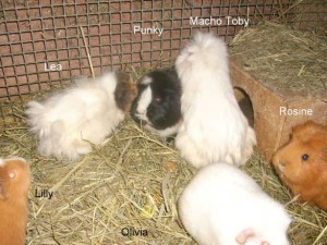 ms.toby.gruppe