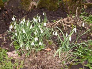 osternblumen