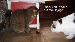 pueppi.fridel4496