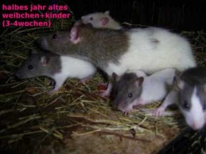 ratten01-th