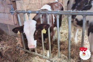 rettet.das.huhn.e.v.6903b28bebddba73390849e1