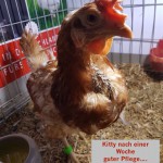rettetDasHuhn03