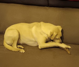 sammy.IMG-20251206-WA0000