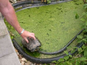 schildkroetenanlage02