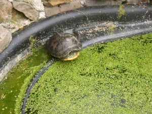 schildkroetenanlage04