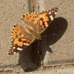 schmetterling