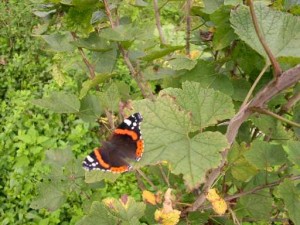 schmetterling011herbst09