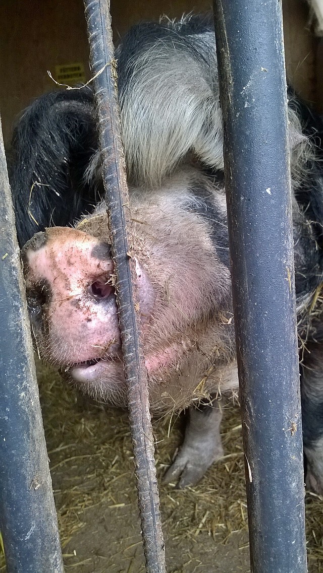 Tierschutzwelt und Little-Animals » Vermittlung – Schweine